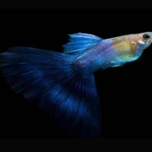 Coral Blue Tail Pair