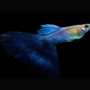 Coral Blue Tail Pair