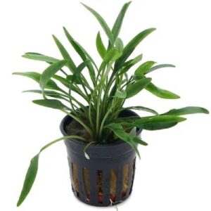 Cryptocoryne Nevellii