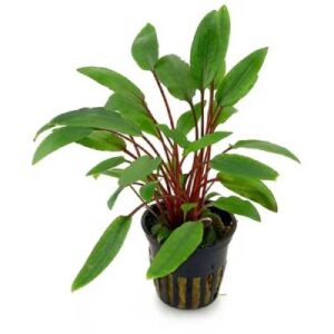 Cryptocoryne Petchii