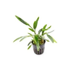Cryptocoryne Lucens