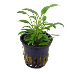 Cryptocoryne Willisi