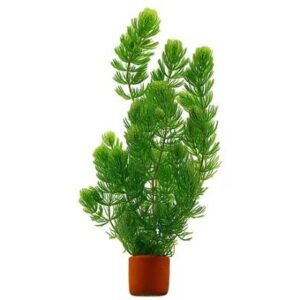 Ceratophyllum Demersum (Hornwort)