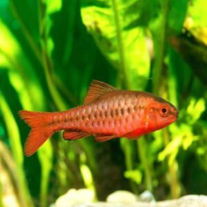 Cherry Barb Fish 2Cm