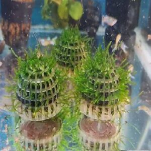Christmass Moss Ball