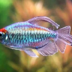 Congo Tetra 4 cm