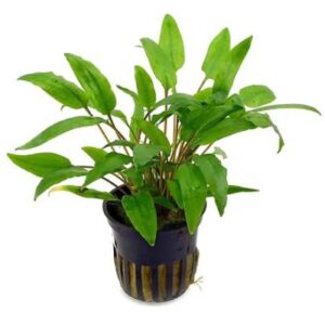 Crptocoryne Wendtii Green