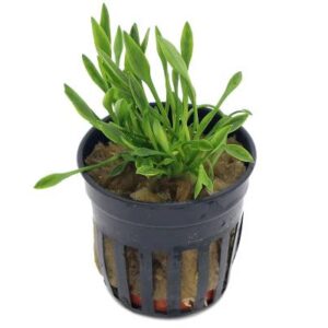 Cryptocoryne Parva