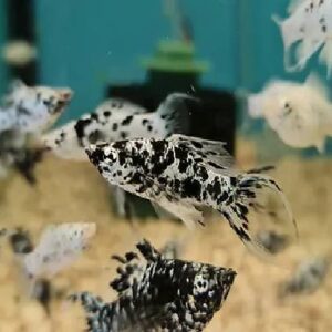 Dalmation Molly 4Cm