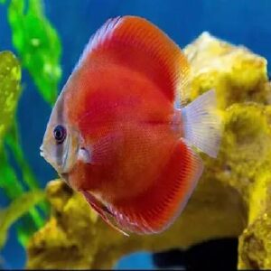 Discus 7Cm Red Cover