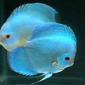 Discus Blue Cobalt 9Cm