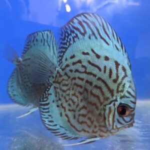 Discus Blue Face 9Cm