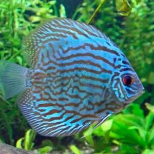 Discus Blue Torquise 2.5Inch