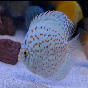 Discus Brilliant Blue Turquoise 7Cm