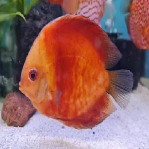 Discus Red Panda 11Cm