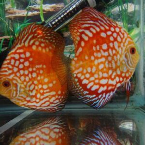 Discus Red Panda 11Cm