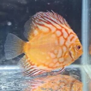 Discus Red Panda 2.5Inch