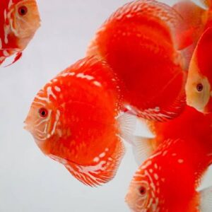 Discus Red Panda 6-7Cm