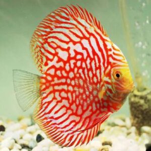 Discus Red Pegion 6-7Cm