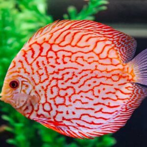 Discus Red Pegion 8Cm