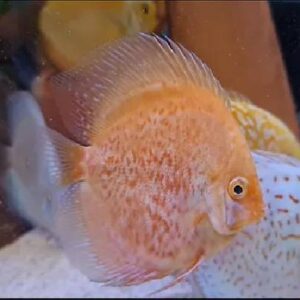 Discus Red Rising 8Cm