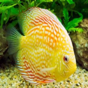 Discus Red Rising 8Cm
