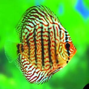 Discus Red Torquise 2.5Inch