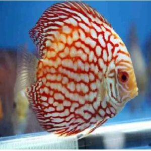 Discus Panda 2.5Inch