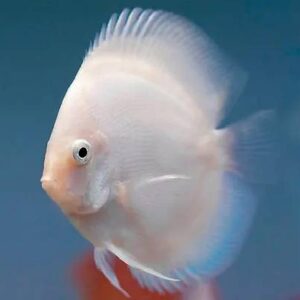 Discus Snow White 9Cm