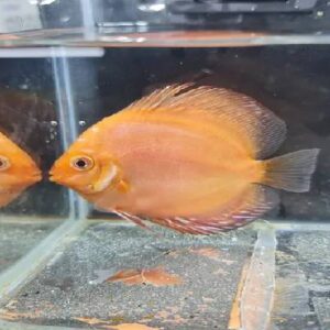 Discus Sunset 2.5Inch