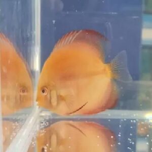 Discus Sunset 6-7Cm