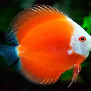 Discus Super Red 8Cm