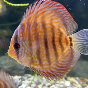 Discus Tourquise 6-7Cm