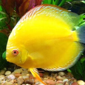 Discus Yellow 8Cm