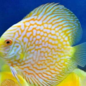 Discus Yellow Pegion 8Cm