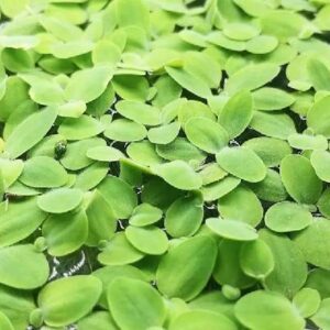 Dwarf Water Lettuce
