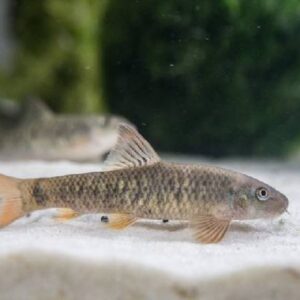 Dr FISH (Garra Rufa) 3.5cm