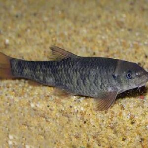 Dr Fish (Garra Rufa) 4Cm
