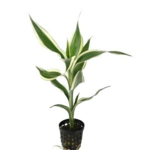 Dracena Sandriyana White