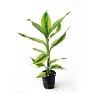 Dracena sandriyana Gold