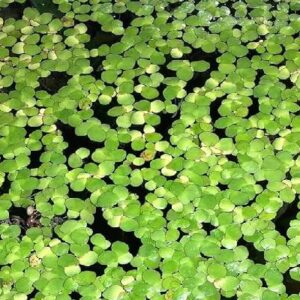 Duckweed Floating Plant
