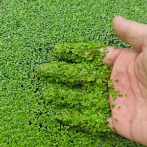 Duckweed Floating Plant