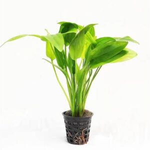 Echinodorus Marble Queen