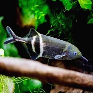 Elephant Nose Fish 9-10Cm