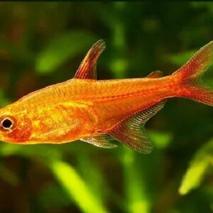 Emper Tetra 2Cm