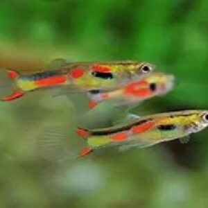 Endler Guppy 2Cm