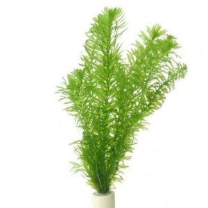 Eqeria Densa- waterweed Aquatic plant