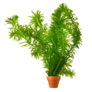 Egeria Densa