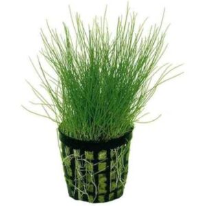 Eleocharis Vivapara