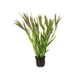 Eusteralis Stellata